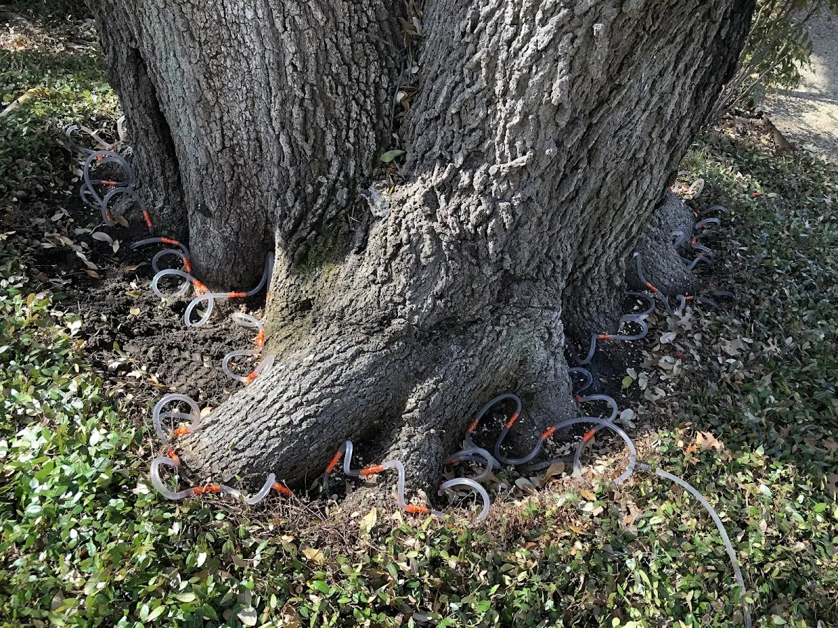 Detailed Tree Cabling and Bracing job site in Moulton