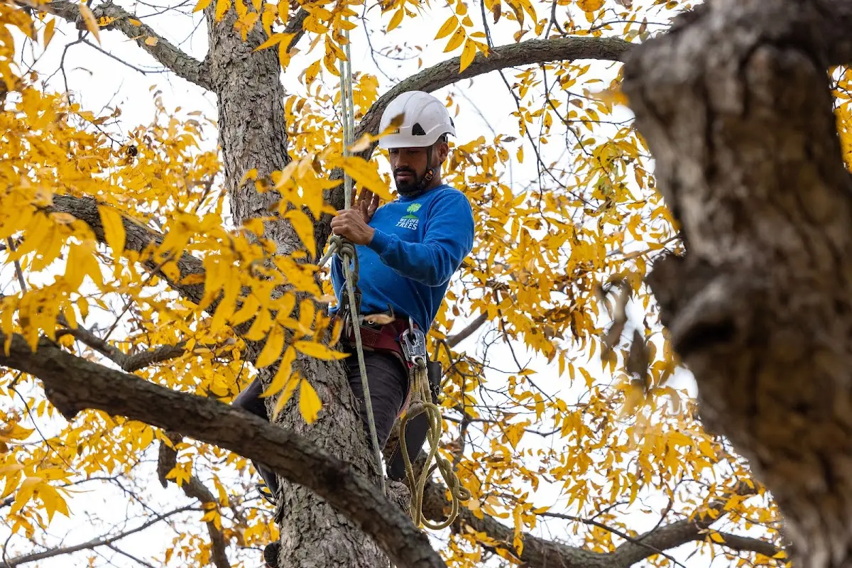 Skilled Tree Pruning crew working in Moulton