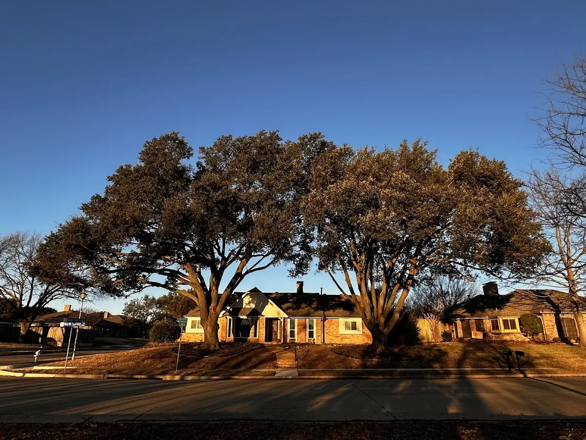 Established residential canopy tree shading a home in Moulton